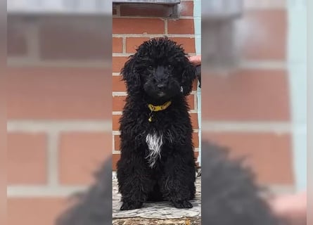 4 Rüden Zwergpudel Welpen schwarz und black and tan Pudel