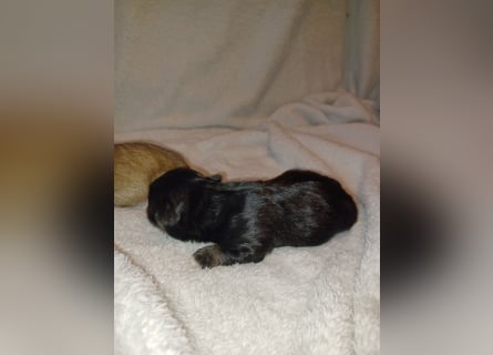 Maltipoo in zauberhaften Farben
