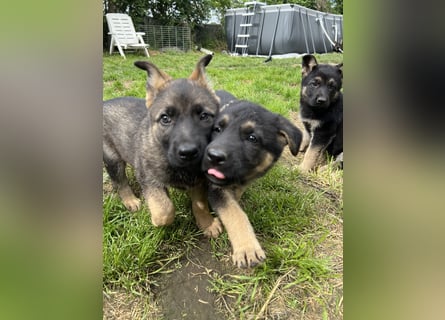 Deutscher Schäferhund Welpen