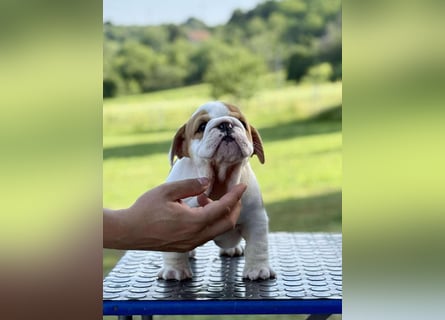Englischen Bulldogge