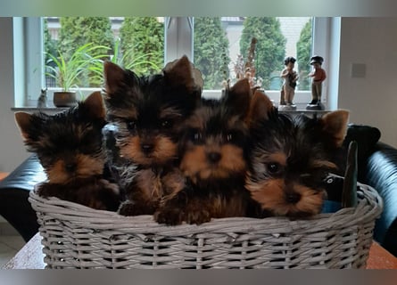 Yorkshire-Terrier Welpen,  reinrassig mit Ahnentafel sofort abgabebereit