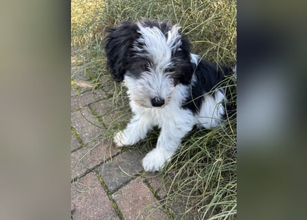 Polski Owczarek Nizinny - Polnischer Niederungs Hütehund -  PON
