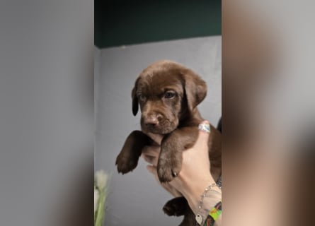Labradorwelpen suchen ihre neue Familie