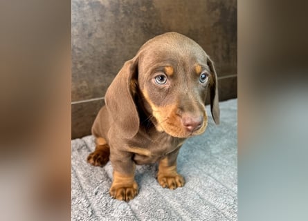 Zwerg Dackel Welpen in besonderen Farben (blue / choco / Harlekin) suchen tolles Zuhause