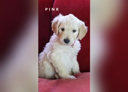 Goldendoodle - Welpe