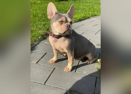 Französische Bulldoggen Welpen mit AT und Nase