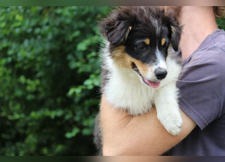 Australian Shepherd ASCA Welpen