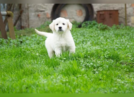 Goldenretriever Welpen