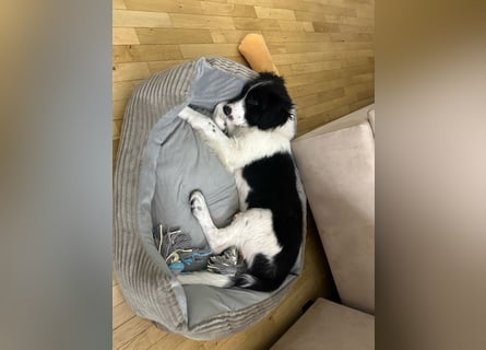 Loki – kleiner Abenteurer mit großem Herz sucht sein Für-Immer-Zuhause