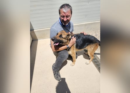 Gina: ein Traum für alle Schäferhundfreunde
