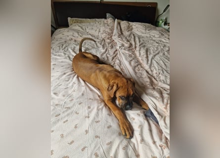Wunderschöne Boxerwelpen!