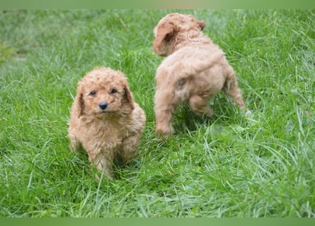 Mini Goldendoodel Welpen F3 - abzugeben ab Ende Oktober