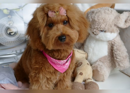 Wunderschöne Havapoo Welpen ähnlich Maltipoo (Toypudel/Zwergpudel + Havaneser)