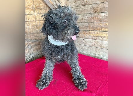 superlieber Kuschelhund MAILO - 2,5 Jahre, 45cm/14kg - Puli-Schnauzer-Mix