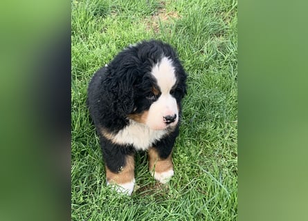 Berner Sennenhundwelpen-Welpe
