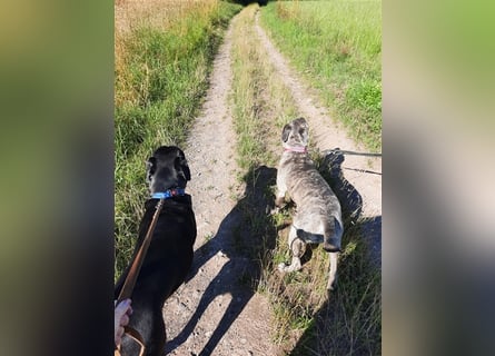 Cane Corso Welpen