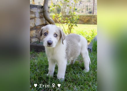 Eckie, Emma, Enya und Erin suchen ihre Familien ab Oktober