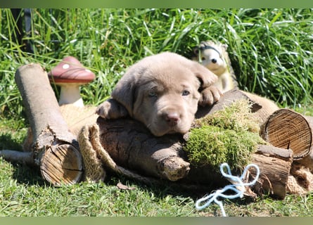 Labrador Welpen mit Ahnenpass