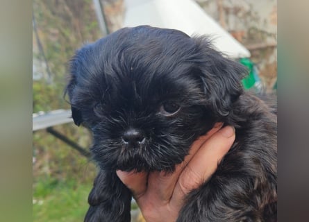 Reinrassige Shih Tzu  Welpen suchen ab 07.05. ein neues zu Hause