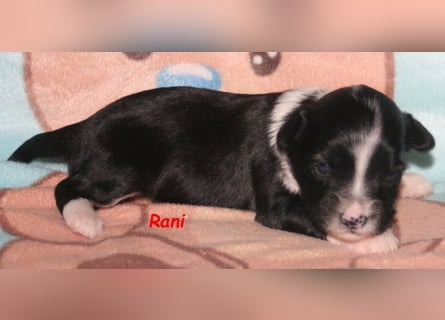 Kirsei-Kra Tibet Terrier Welpen ( VDH / ILT )