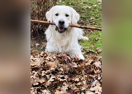 Golden Retriever Welpen vom Züchter – liebevoll & familiär aufgezogen