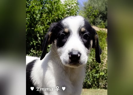 Eckie, Emma, Enya und Erin suchen ihre Familien ab Oktober