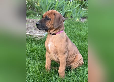 Rhodesian Ridgeback Welpen
