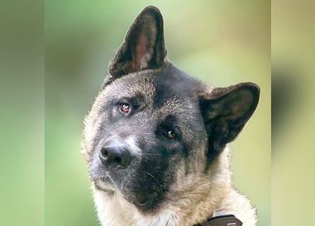 Kendo - ruhiger, ausgeglichener Familienhund - Tierhilfe Franken e.V.