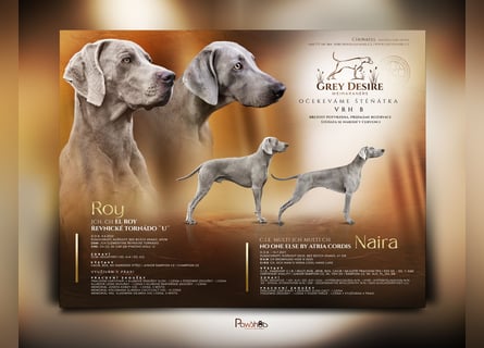 Weimaraner-Welpen