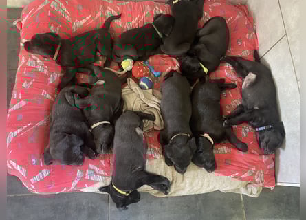 Reinrassige, schwarze Labrador-Welpen von der Mecklenburger Seenplatte