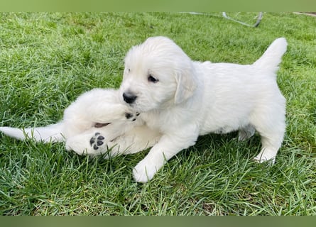 Golden Retriever Welpen vom Züchter – liebevoll & familiär aufgezogen