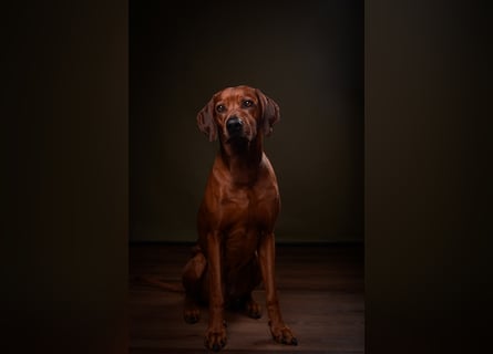 Rhodesien Ridgeback Deckrüde