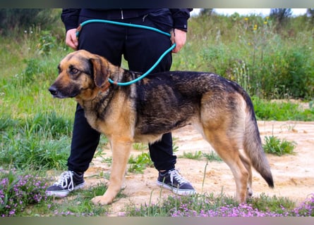 Zita, Schäferhund-Mix, lieb und verträglich  auch mit  Katzen