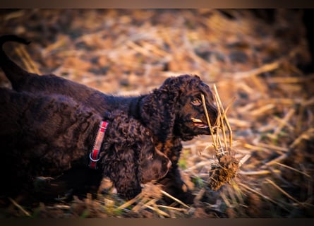 Irish Water Spaniel Welpen / Nichthaarend / FCI - VDH Zucht