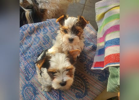Kleiner Biewer Yorkshire Terrier Welpe a la Pom Pon tricolor / reinrassig / selten Rüde
