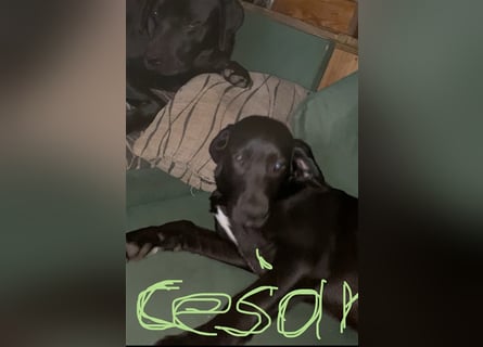 César