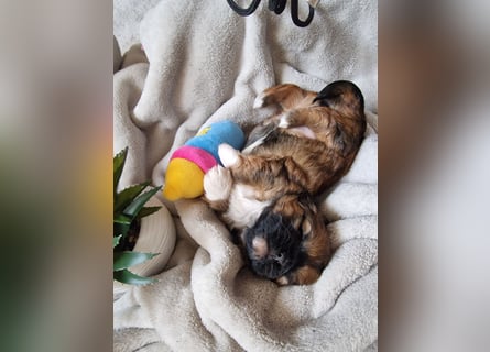 Unsere reinrassige Shih Tzu Hündin Sky sucht ab mitte Mai noch ihr neues Zuhause