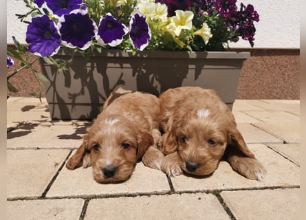 Bezaubernde English Cockerdoodle