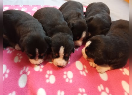 Entlebucher Sennenhund-Welpen "vom Zwergenstübchen" mit Ahnentafel