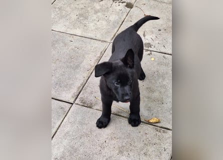 schwarze Schäferhunde aus Leistungszucht