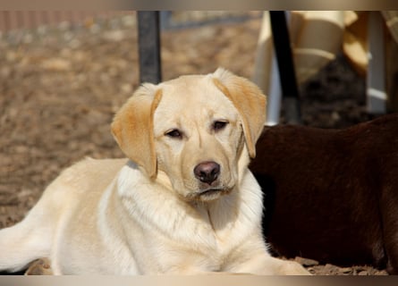 Liebevoller und kerngesunder Labrador Jungrüde in gelb sucht...
