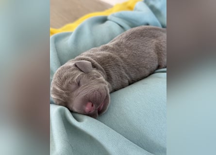 Labrador Welpen Arbeitslinie Silber Weiß Rüde Hündin Düsseldorf