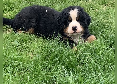 Berner Sennenhundwelpen-Welpe