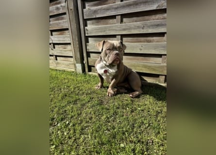 OEB mix Bulldoge old english bulldog