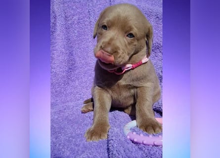 Labrador Aussiedor Welpen aus liebevoller Zucht