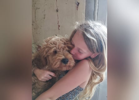 Wunderschöne Labradoodle Welpen, dürfen jetzt ausziehen!