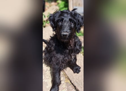 2 putzmuntere Aussiedoodles