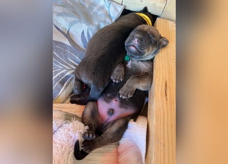 Wurf Cane Corso/Flat & Broholmer