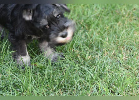 Zwergschnauzer Welpe schwarz silber  darf sofort ins neue Zuhause