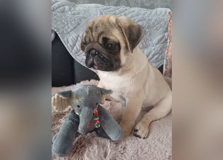 Mops welpen ab sofort Abgabe bereit.
